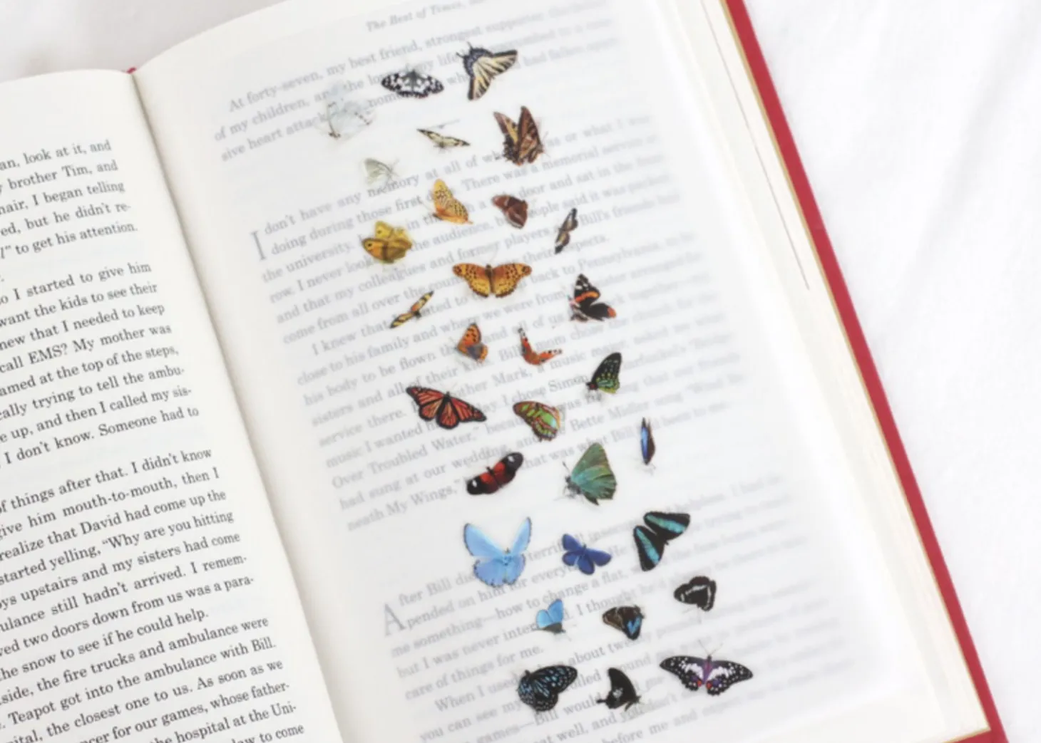 Butterfly Nature Sticker