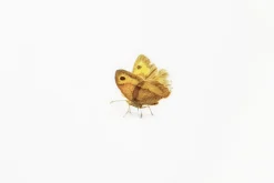 Butterfly Nature Sticker