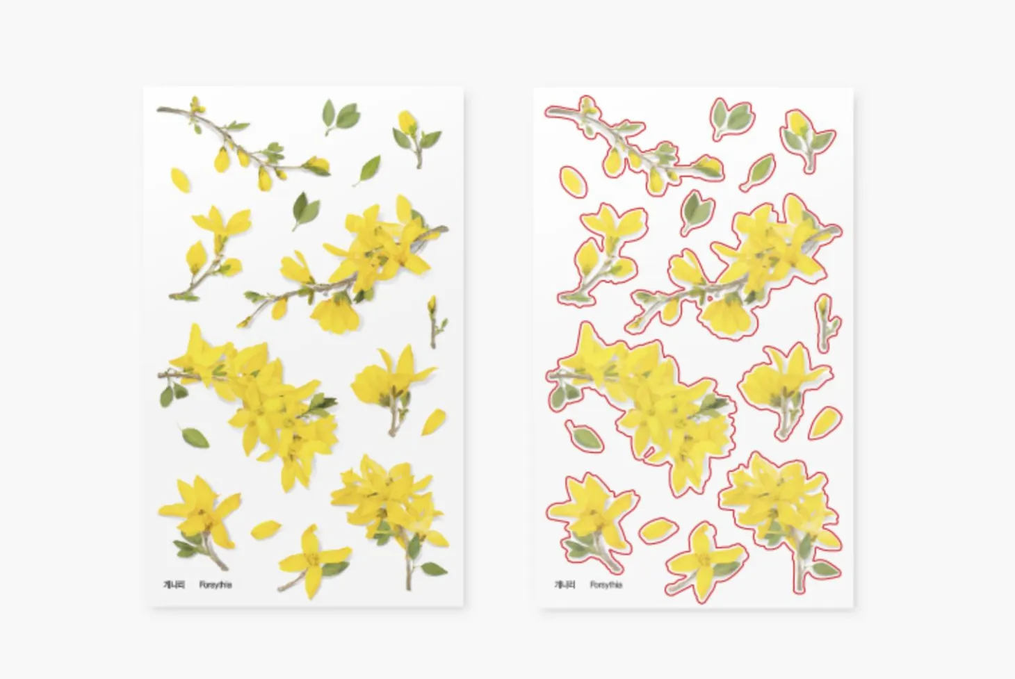 Forsythia Pressed Flower Sticker