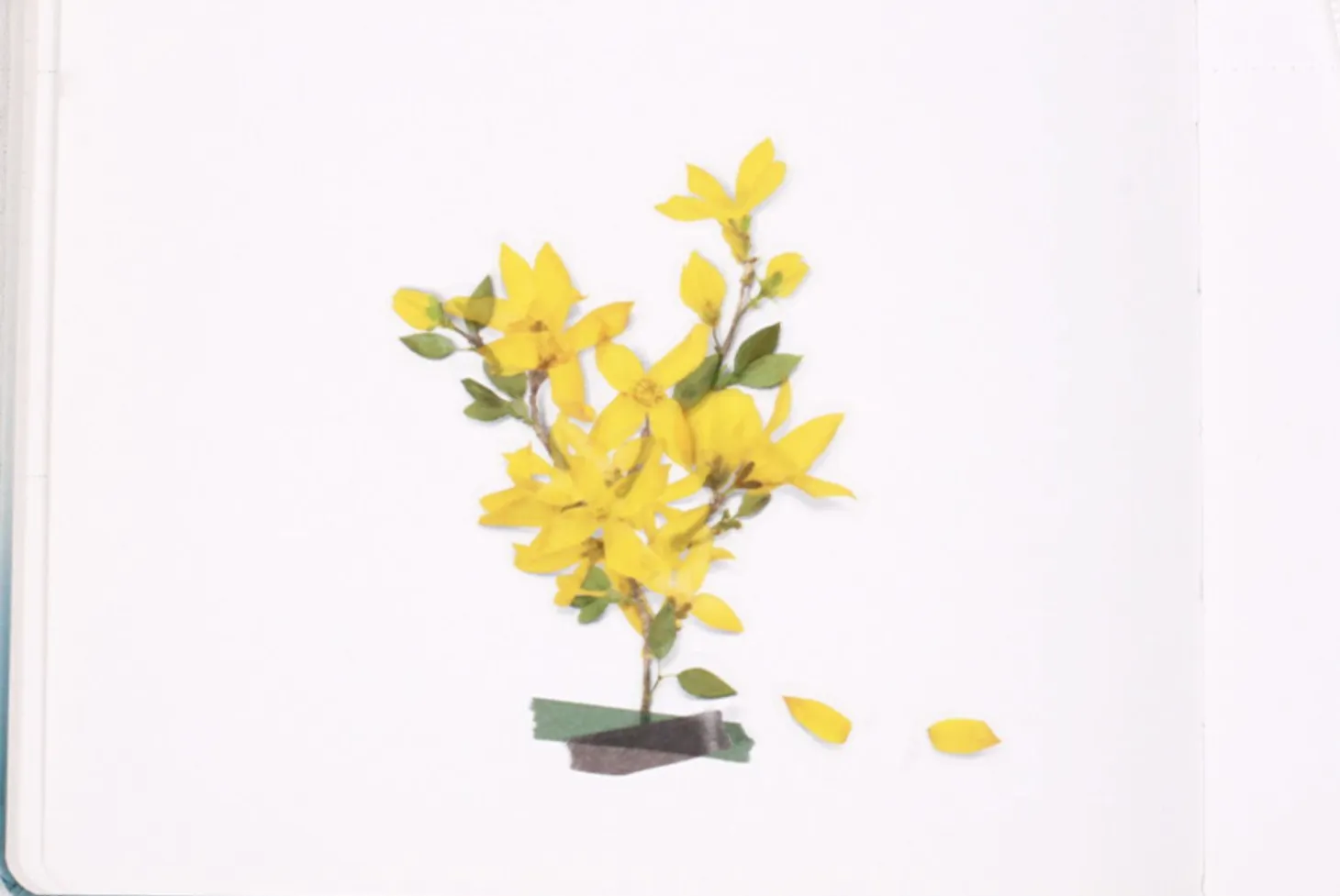 Forsythia Pressed Flower Sticker