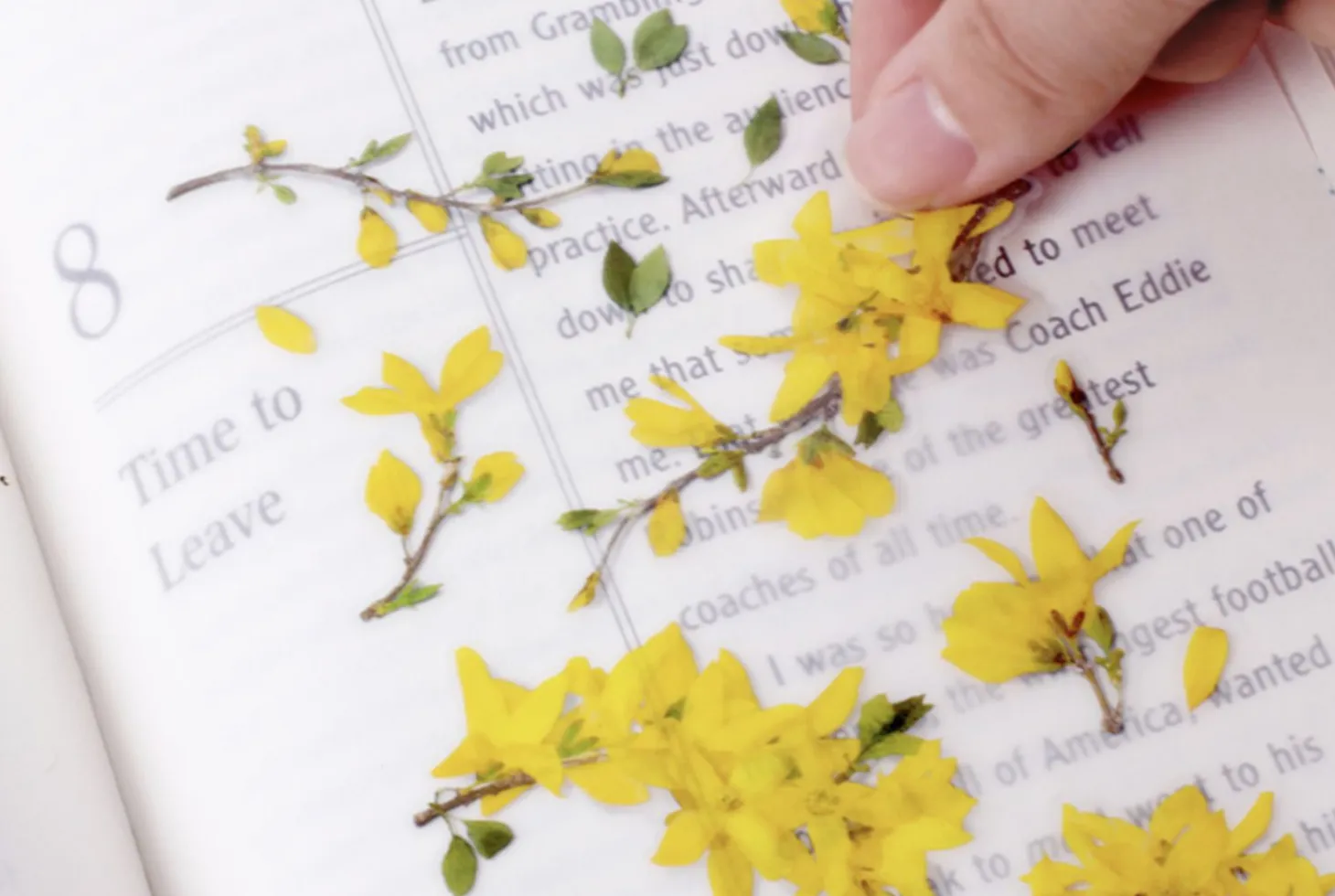Forsythia Pressed Flower Sticker