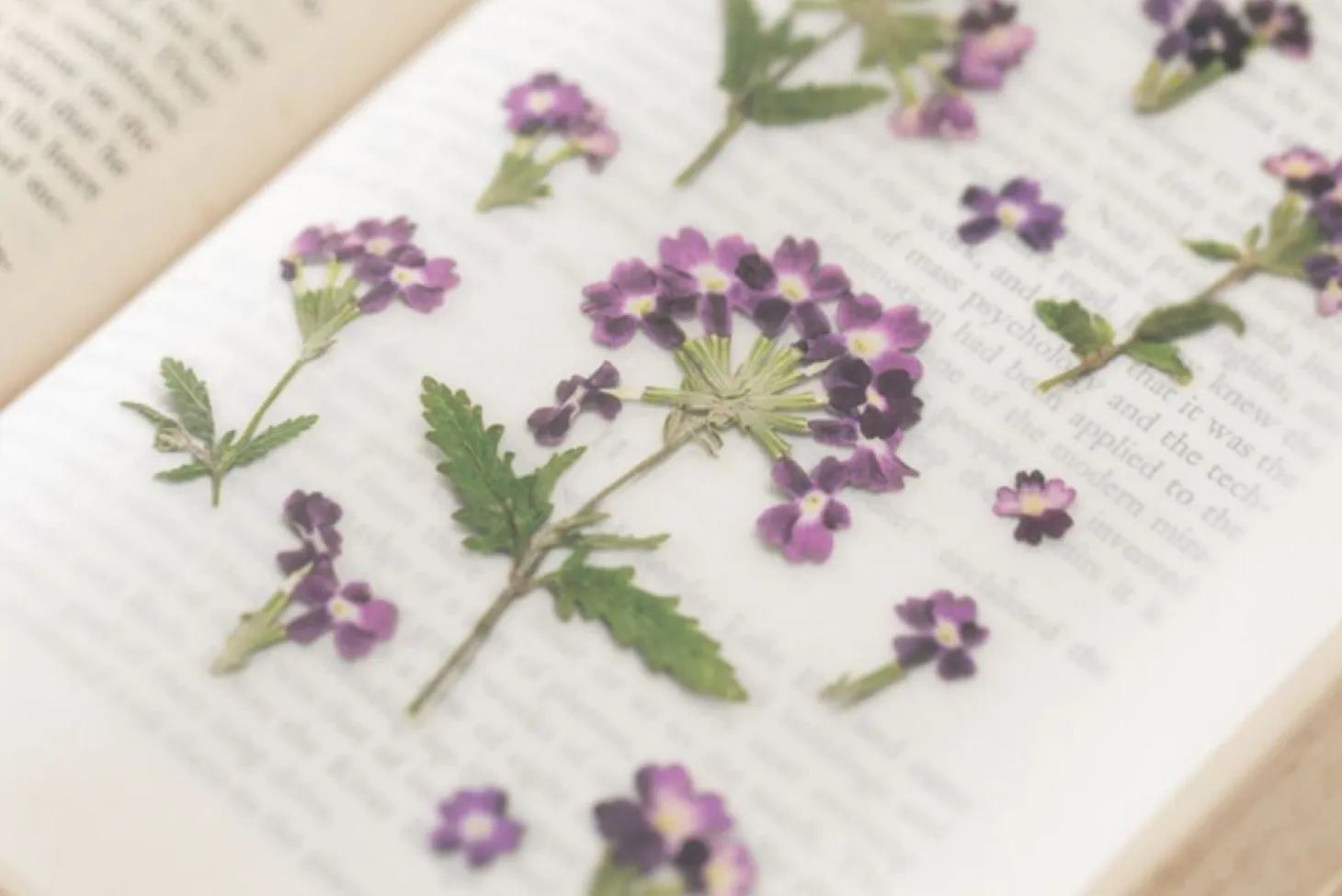 Verbena Pressed Flower Sticker