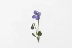 Violet Pressed Flower Sticker